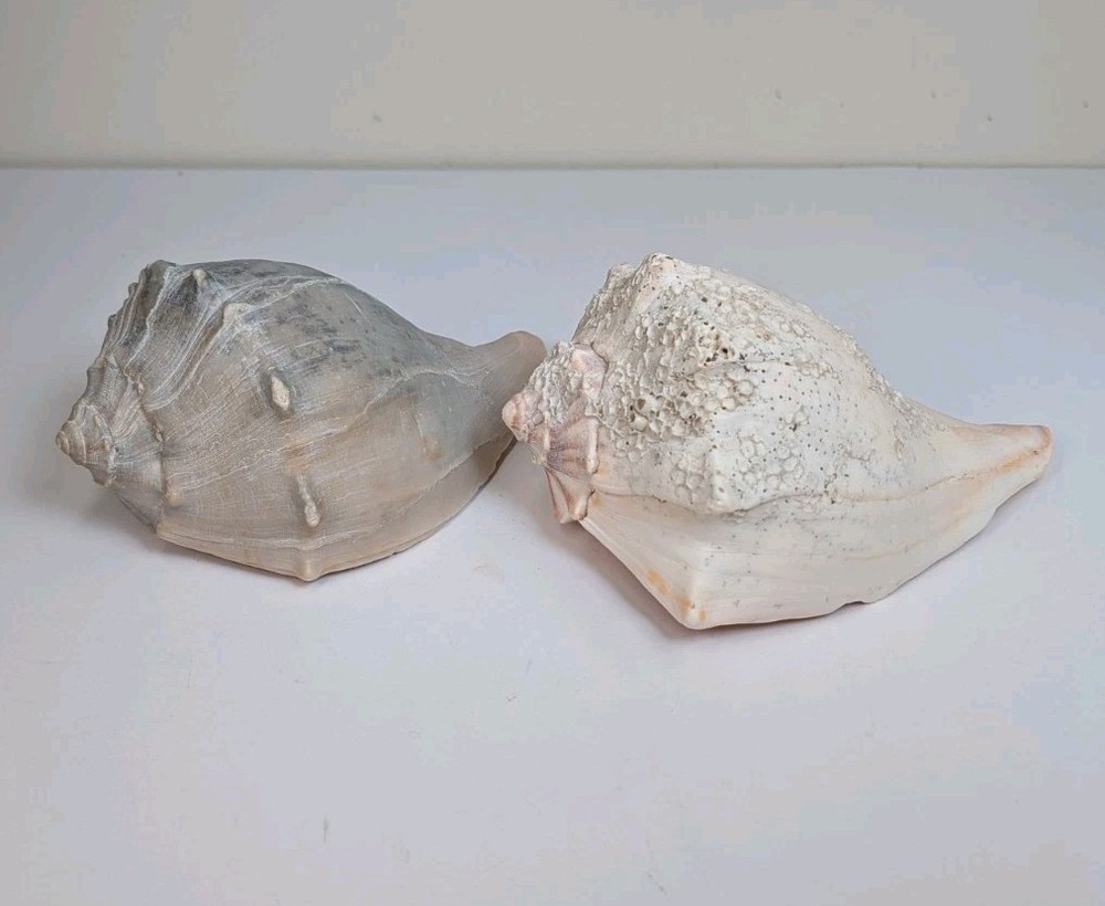 2 Large Lightning Whelk 10” Fossilized Seashell Beach Decor