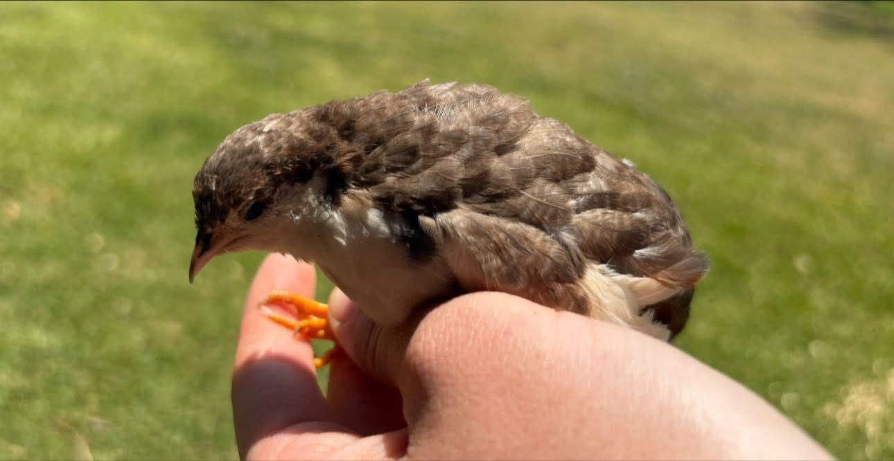 12 Exotic Button Quail Hatching Eggs Chinese Painted SPECIAL RARE ~ TPB Farms 🦚