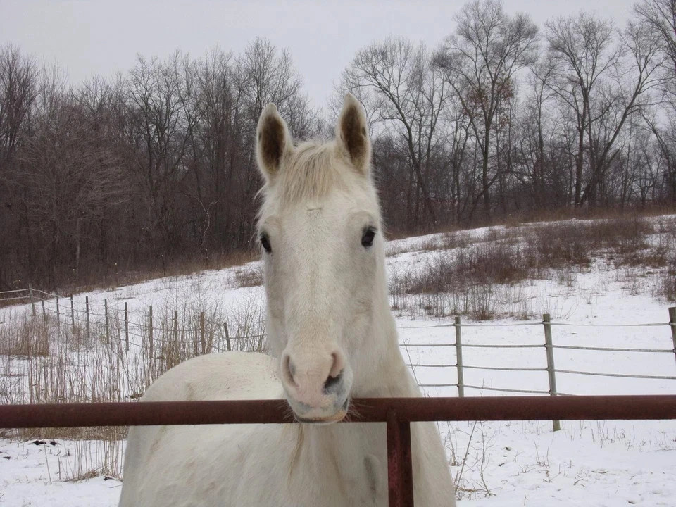 Duravet Paste Horse Dewormer Apple Flavor plus help feed