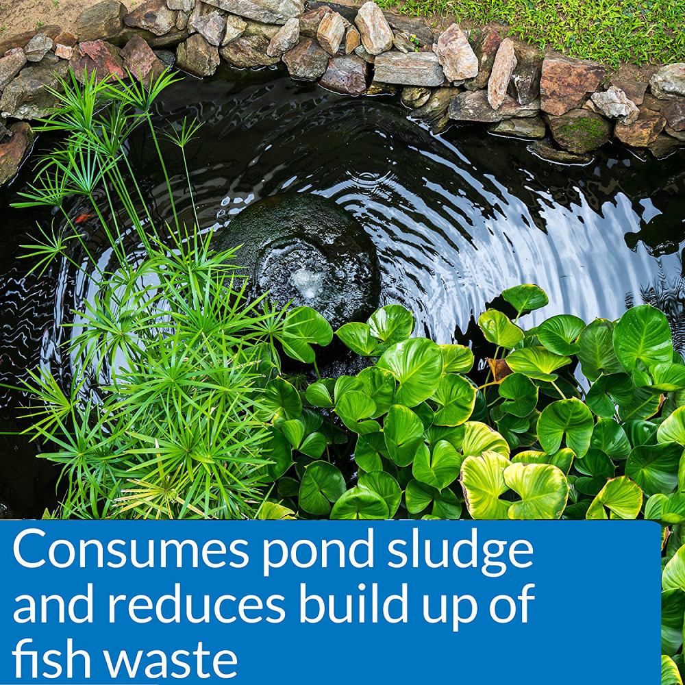 API POND-ZYME SLUDGE DESTROYER Pond Water Cleaner