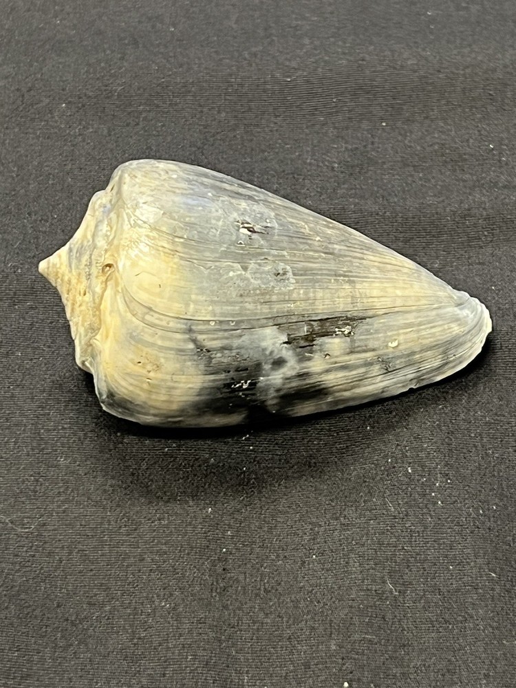 RARE Fossilized CONE Shell From Central Florida - Pliocene Era.