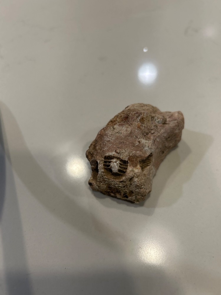 trilobite fossil