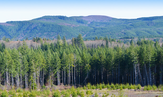 Model Railroad Backdrop Clear Cut by TrainJunkies
