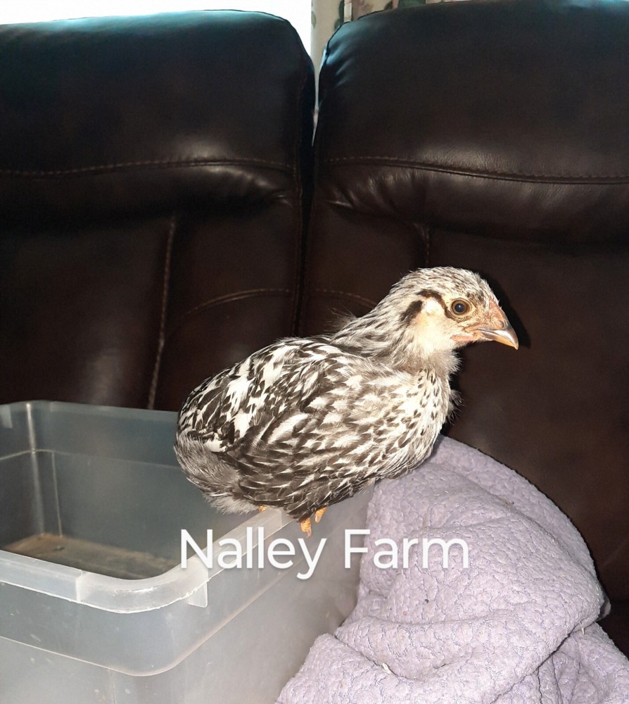 Silver Laced Wyandotte (12) 🐣 fertilized hatching eggs.Please read description.