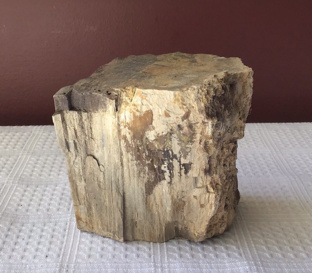 Petrified Wood, about 895 grams