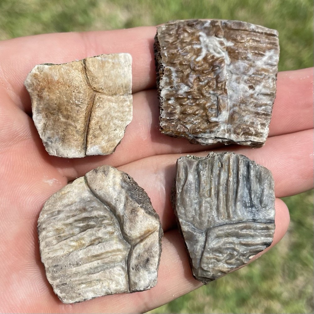 Fossilized Turtle Shell Pieces Florida Ice Age Fossils