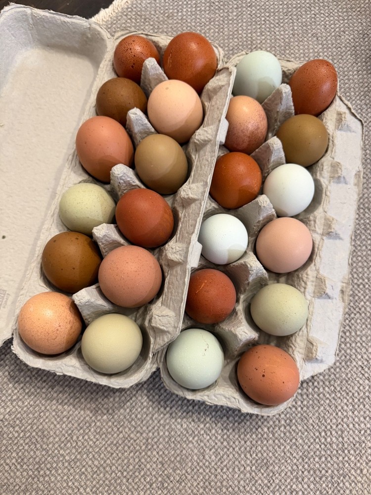 CHASING THE RAINBOW - 12 Olive Egger Hatching Eggs NPIP Certified, AI clean