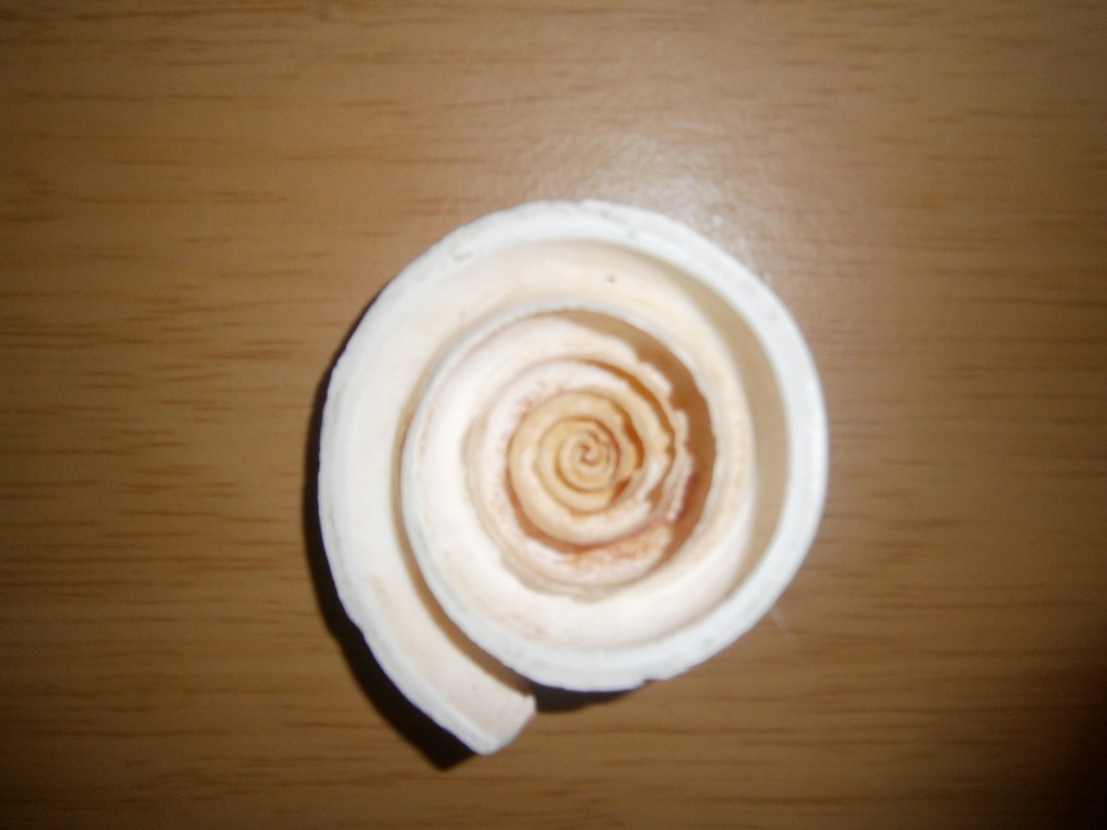 Vintage fossil or cast???? 5.7cm's (E15d)