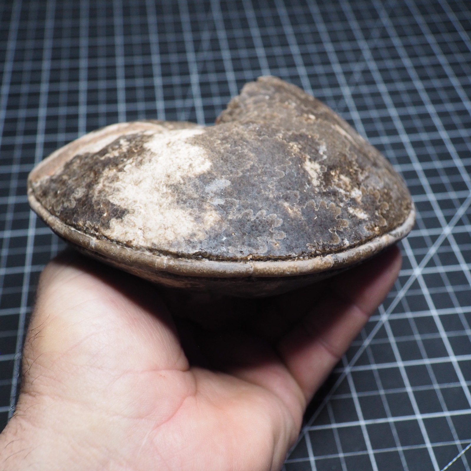 Study Specimen Choffaticeras Ammonite 155 mm 1.7 kg Fossil Siphuncle Cretaceous