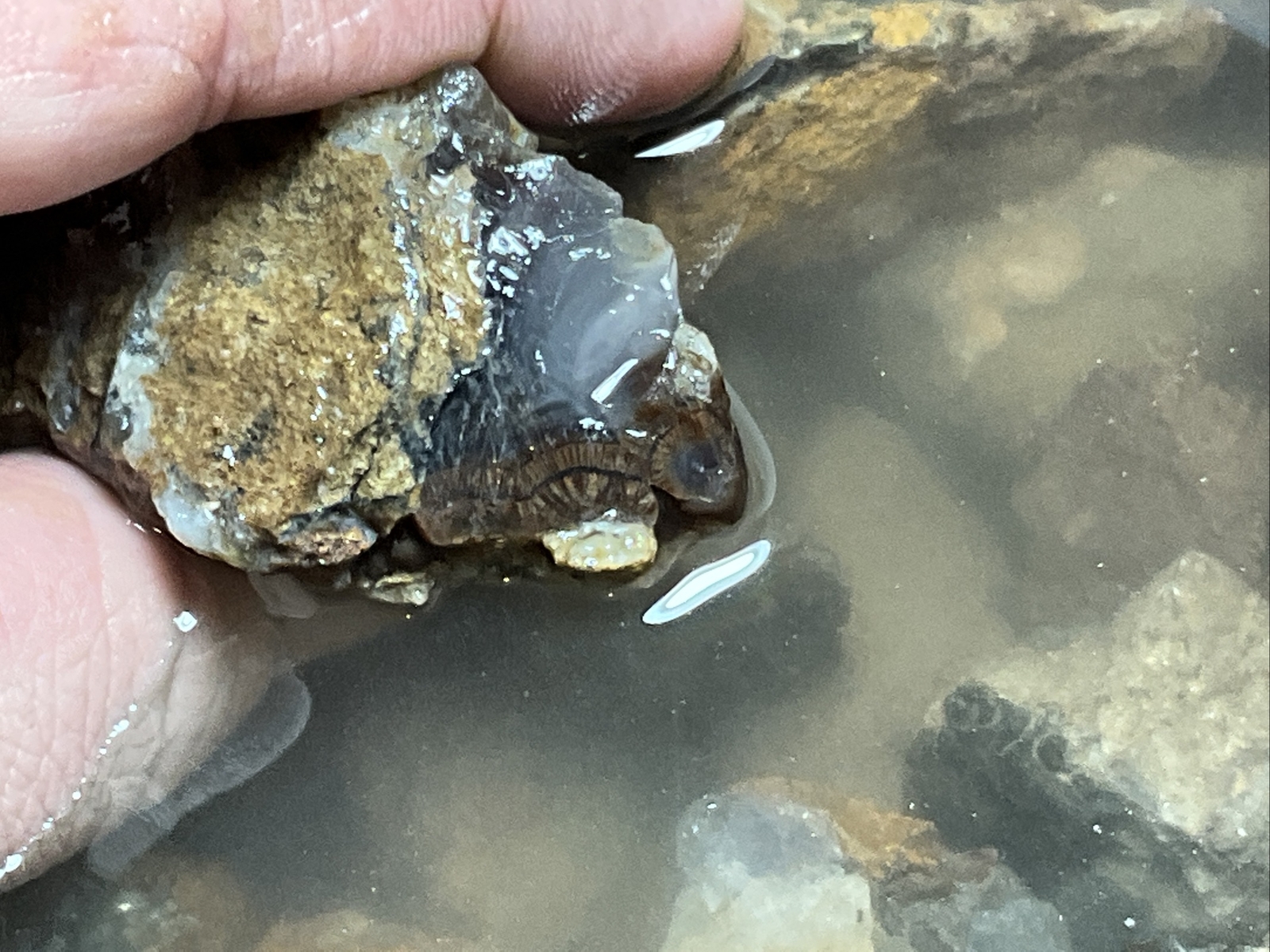 1/4 Pound Fire Agate Choice & Mid Grade Professionally Chosen Colorful Rough Lot