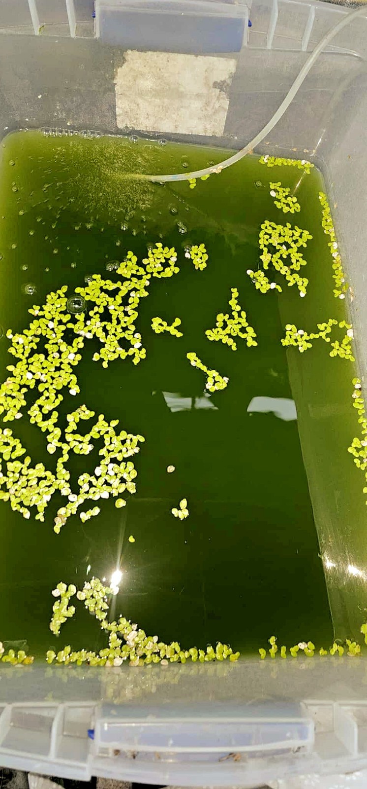 Rich Green Water (chlorella) 13oz Clean indoor cultures. Free Shipping