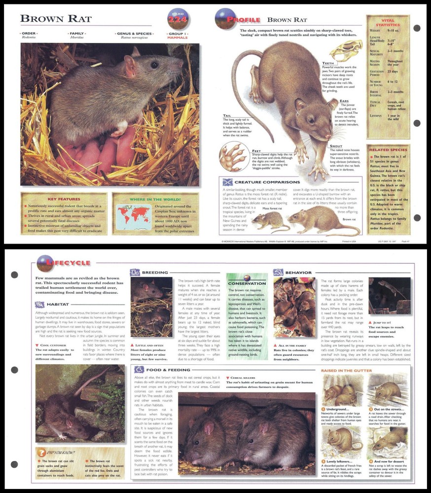 Fold-Out Sheet - Brown Rat - 224