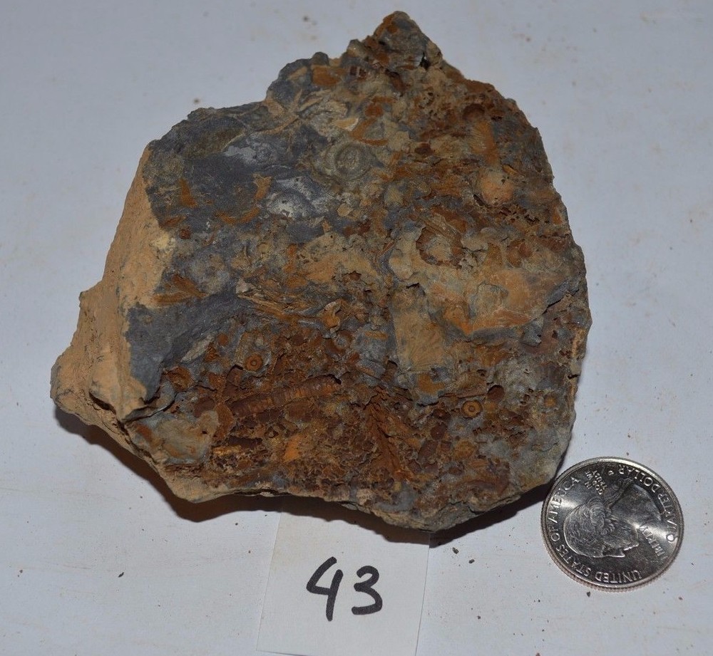FOSSIL WITH BRACHIOPODS PRINTS ( 43, 22F)