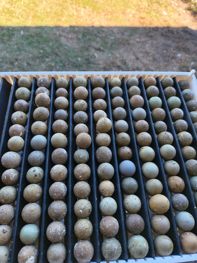 Buy 75 get 25 free Button quail hatching eggs
