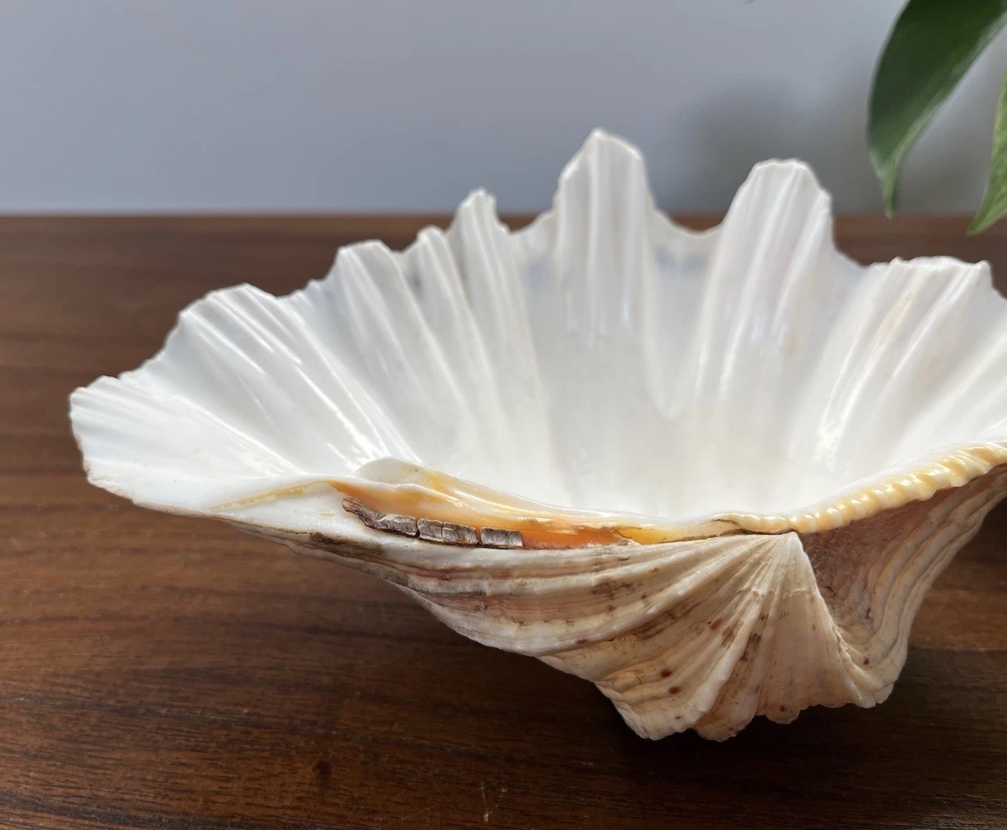 Bear Paw Clam Shell Half 7” X 5” Natural Nautical Beach Decor Real Coastal