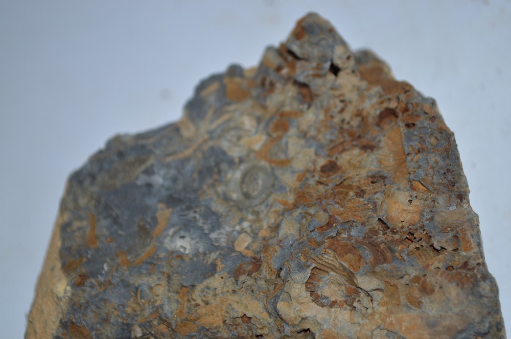 FOSSIL WITH BRACHIOPODS PRINTS ( 43, 22F)