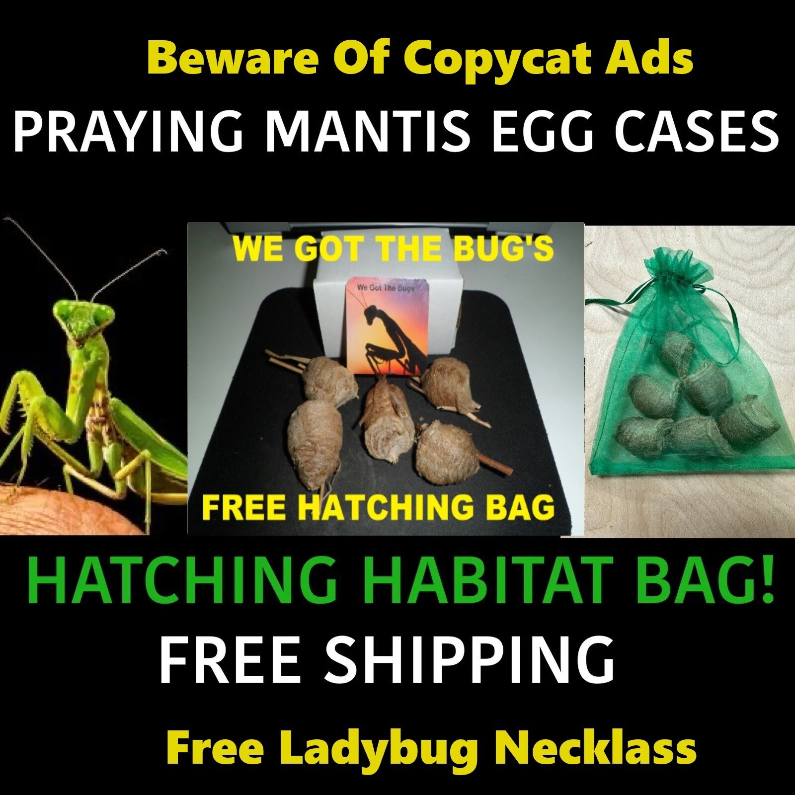 Fresh 5 Praying Mantis Egg Case + FREE Hatching Habitat Bag Picked 2025 Season
