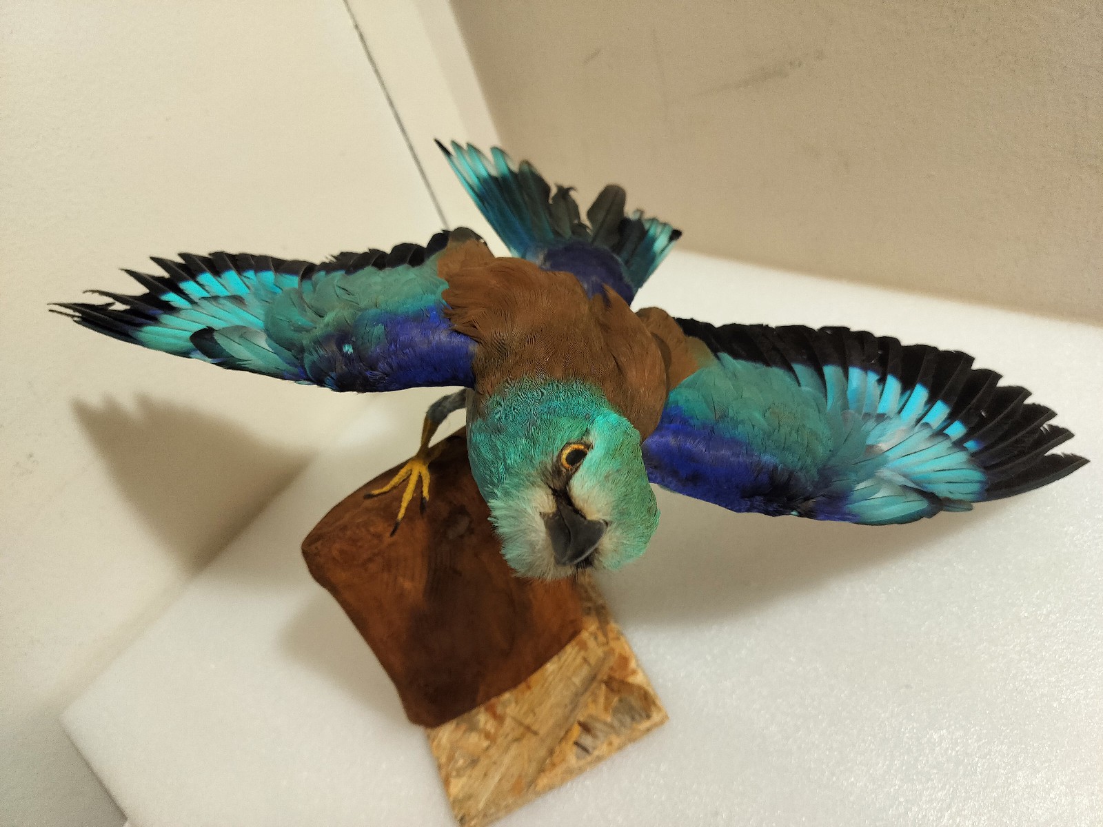 real bird taxidermy wall mount 2025
