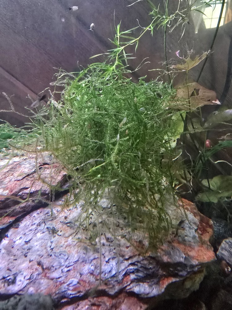 Java moss - 2oz cup