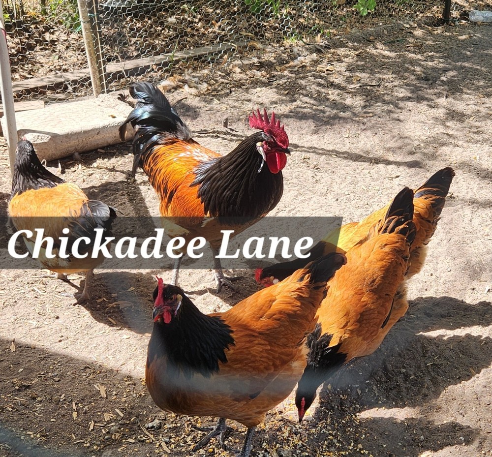 10 + Rare Vorwerk hatching eggs