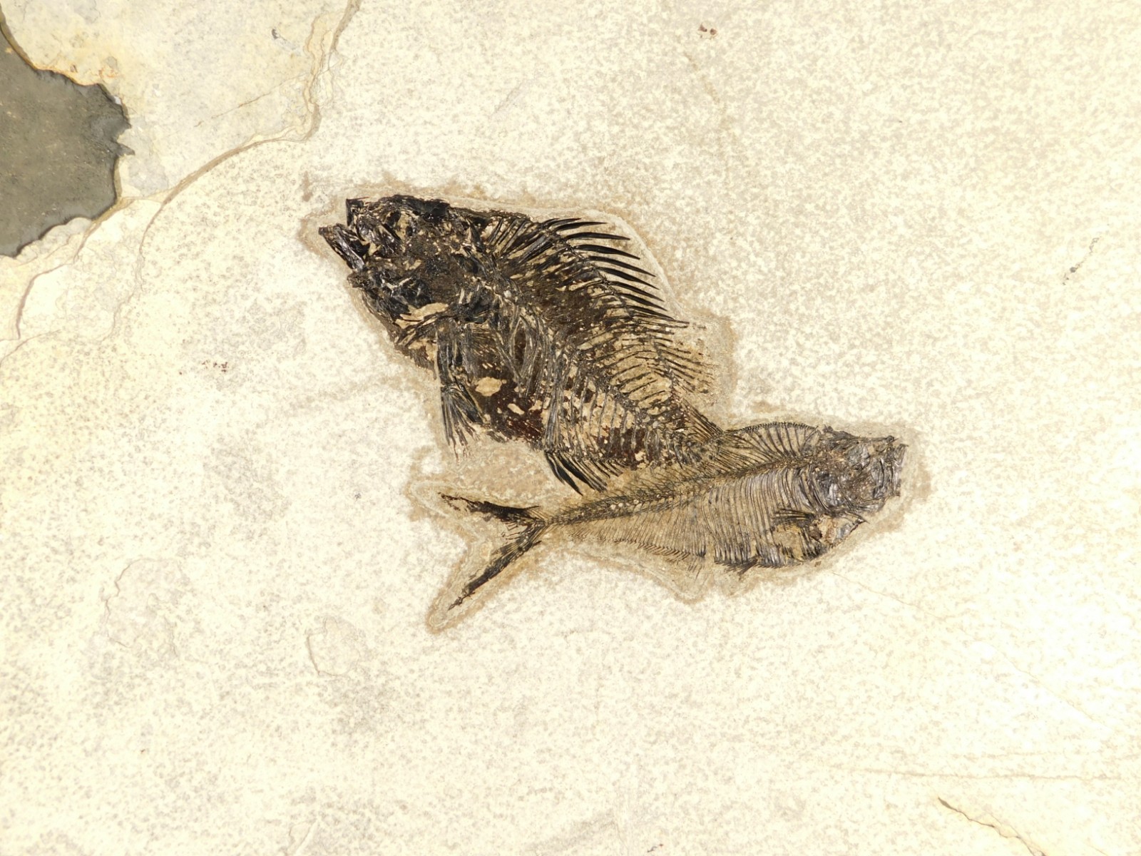 Two! SPECIES Rare Priscacara FISH Fossil and Diplomystus On HUGE Matrix Wyoming