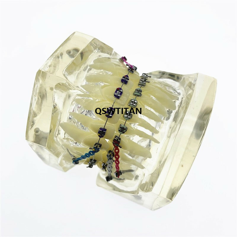 Dental Models For Teaching teeth model Dental teaching Orthodontic Model