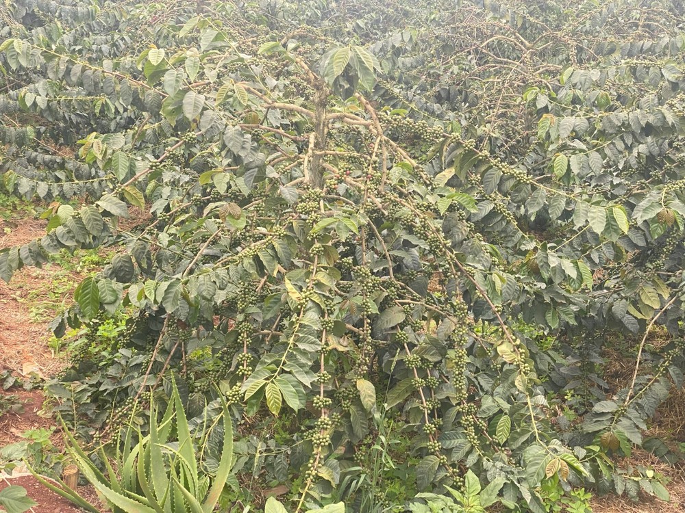 1Lb Kenya AA Coffee Superior Grade