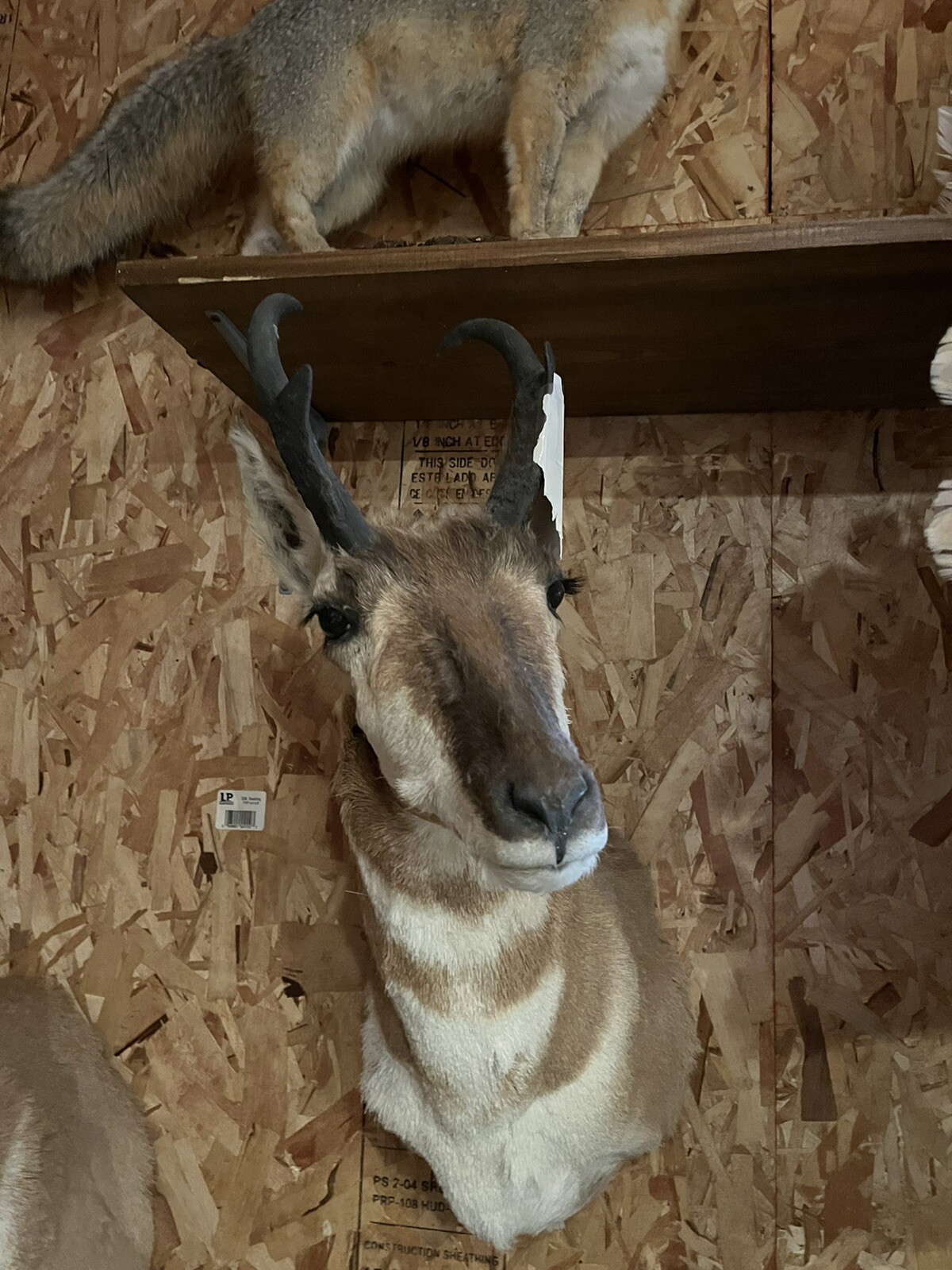 pronhorn antelope taxidermy shoulder mount
