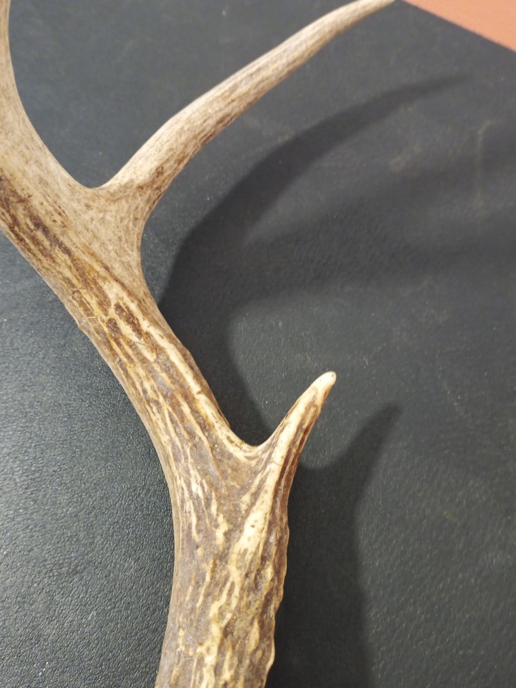 Whitetail deer antlers with skull cap
