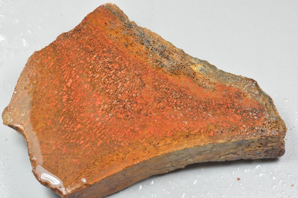 Orange Agatized Dinosaur Bone, New Mexico, 225 grams