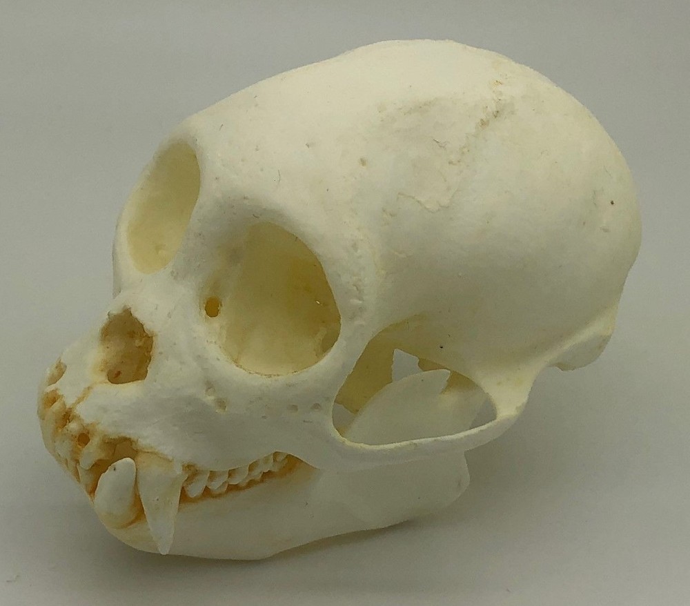 WEEPING CAPUCHIN SKULL REPLICA