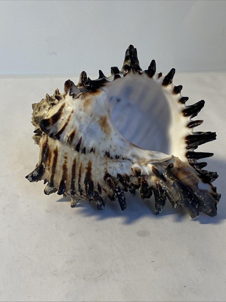 Natural Conch Seashell Black Murex Hermit Rare
