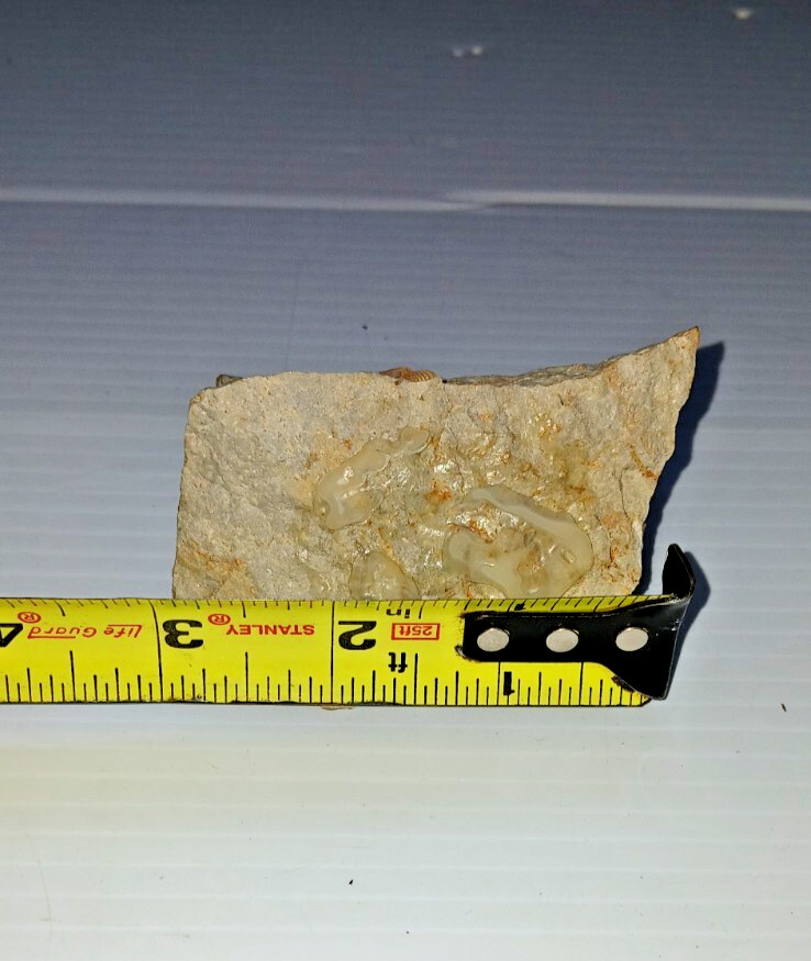 Trilobite Fossil
