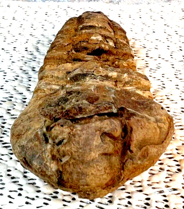Fossilized Trilobite from Morocco.  58 grams