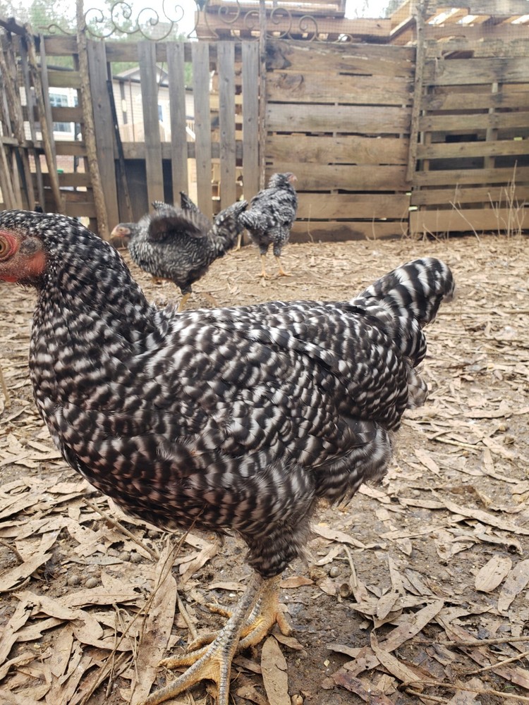 10+ Heritage Dominique Hatching Eggs