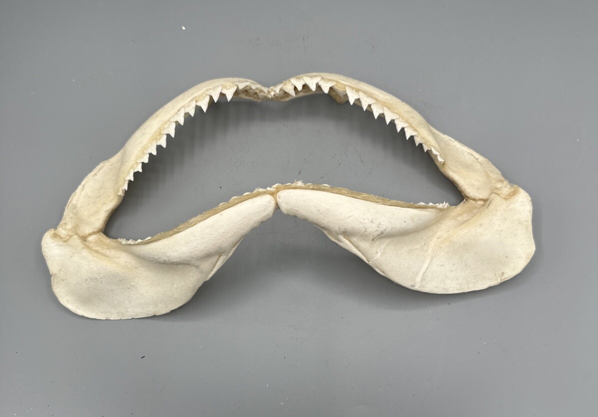 Large Shark Jaw Fossil 🦈