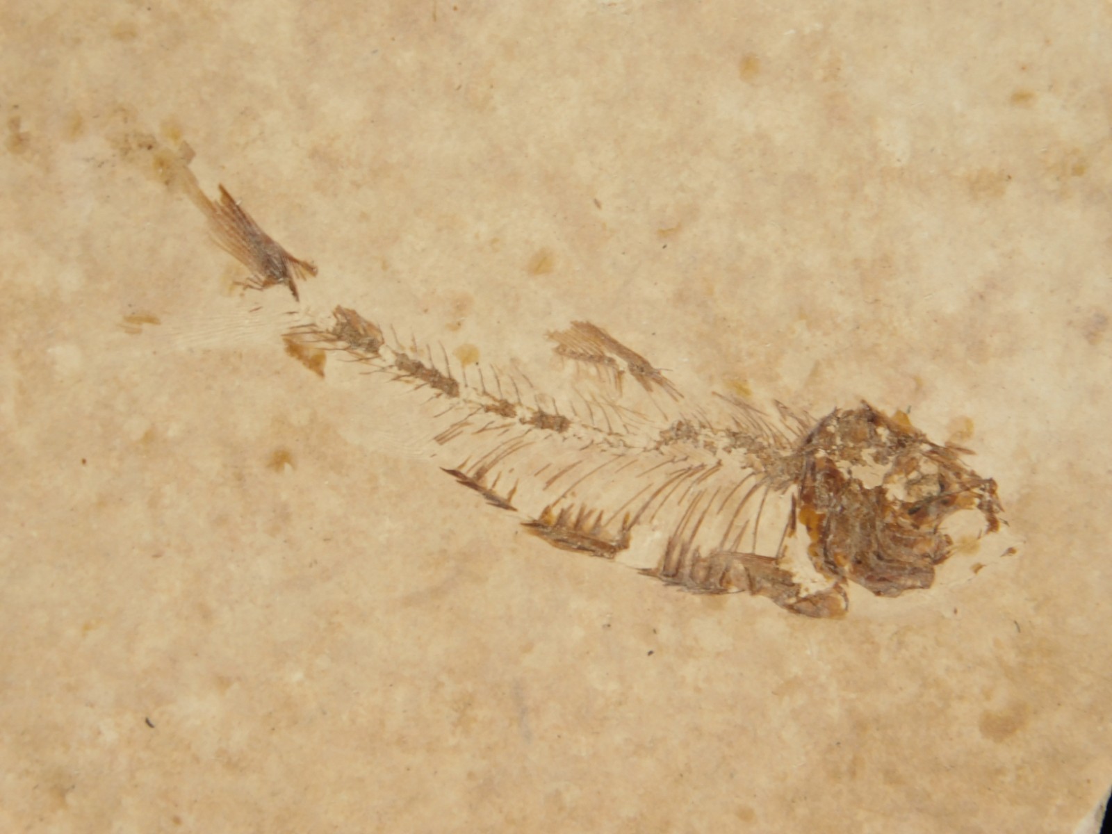 Rock AQUARIUM SEVEN! 50 Million Year Old Knightia FISH Fossils Wyoming 359gr