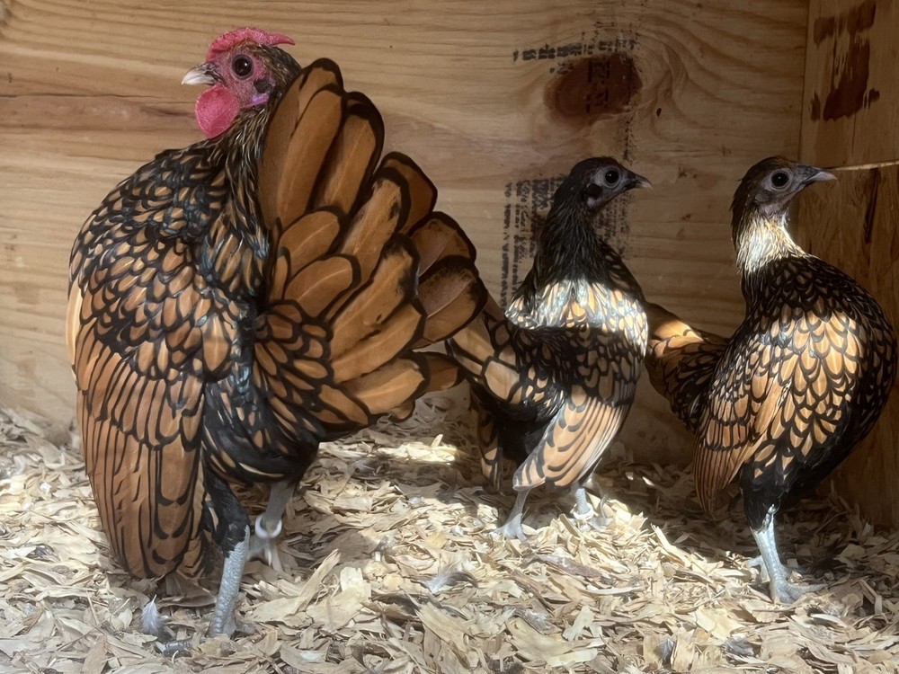50+ Assorted Bantam Hatching Eggs—Exhibition Line