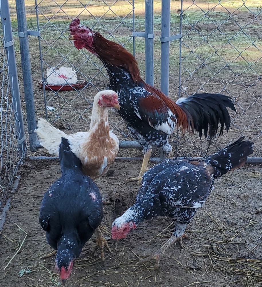 Thai Hatching Eggs 6 Total