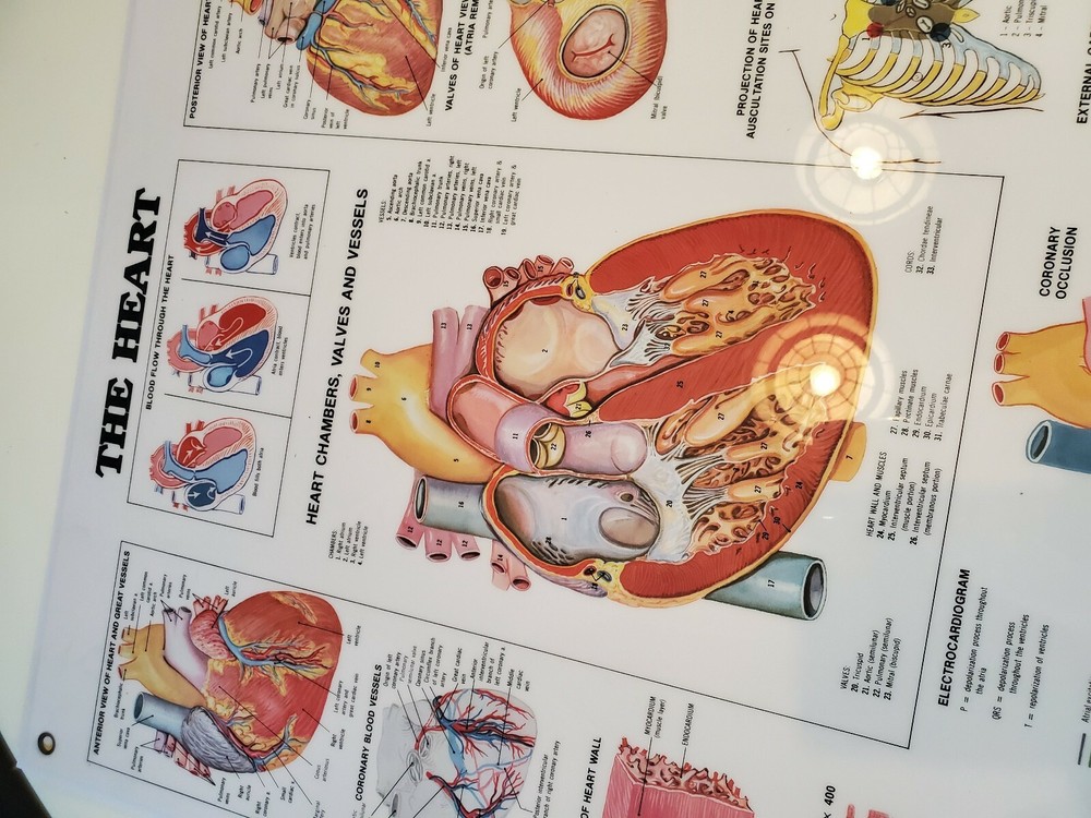 2 Medical Flip Chart Sheets Cardiovascular
