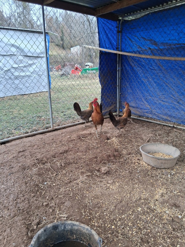 6 Red Quil Pure Hatching Eggs