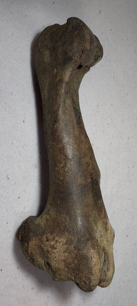Bison Right Humerus Bone Fossil from Ice Age