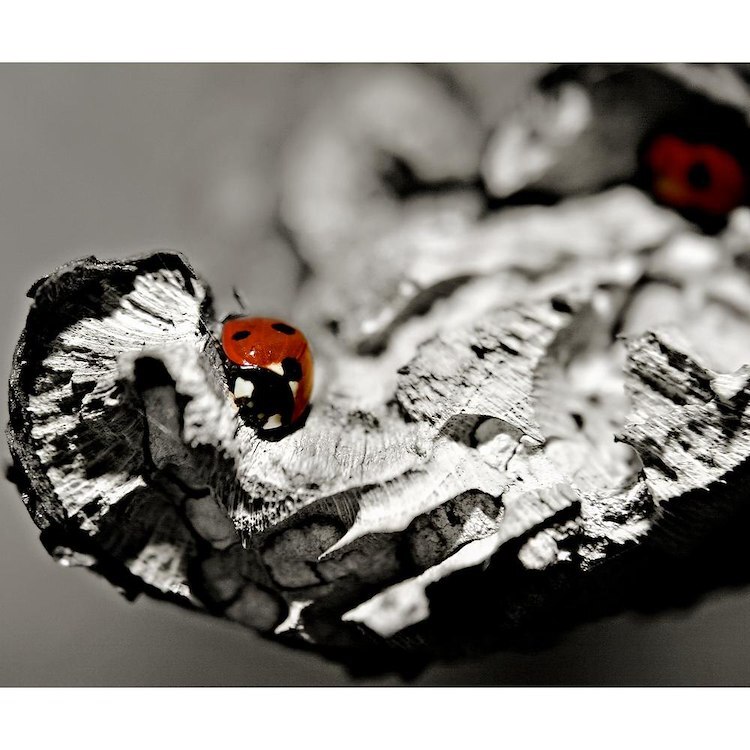 CafePress Red Ladybugs 10" Wall Clock (515935302)