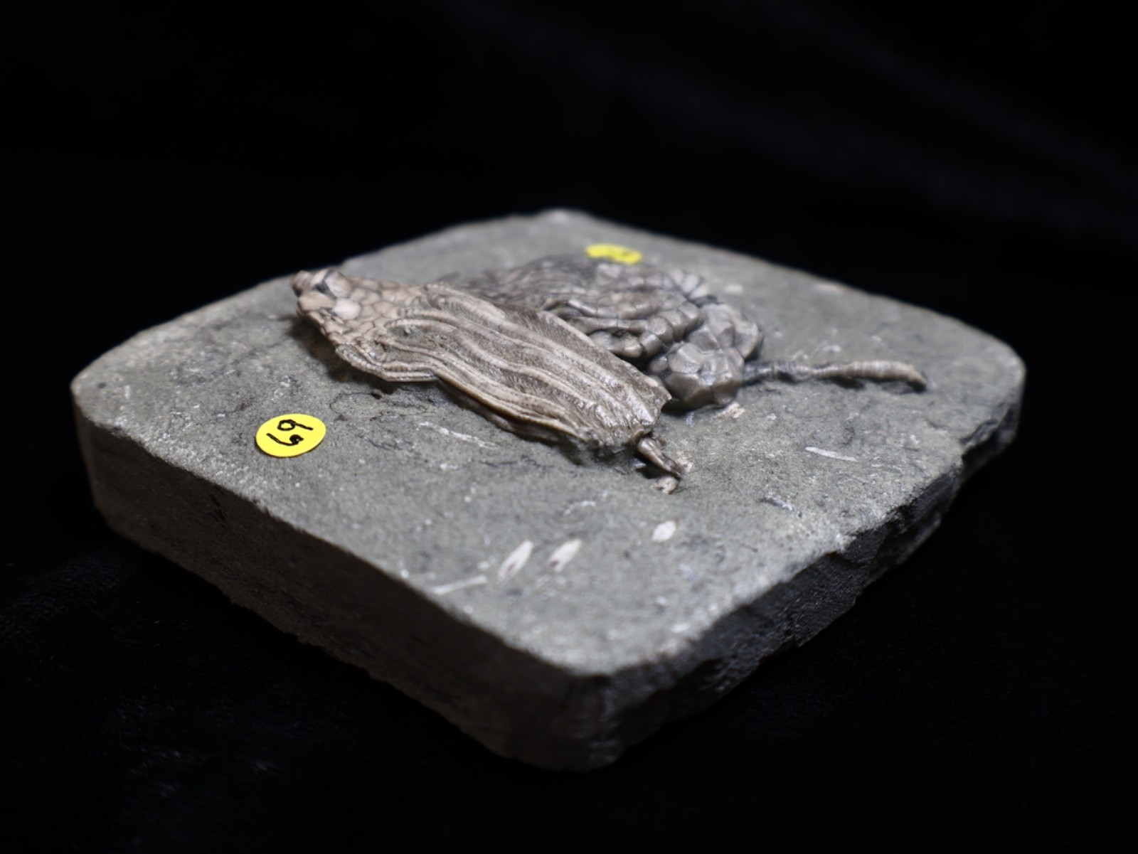 Expertly Prepared Fossil Crinoids, Crawfordsville, IN