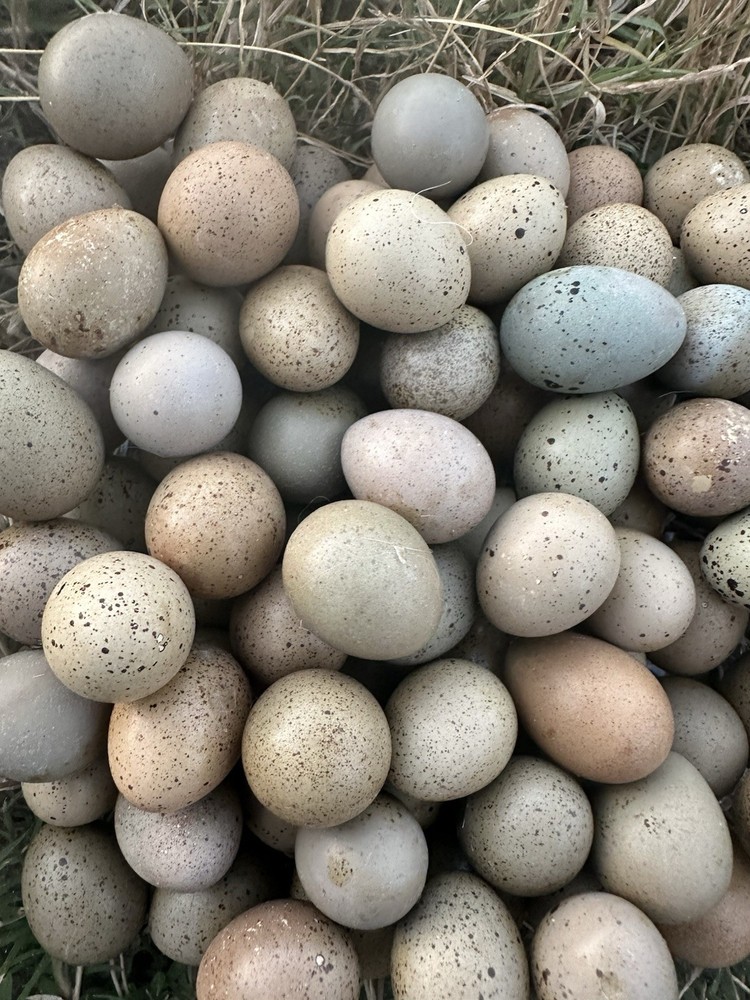 12+ Button Quail Hatching Eggs -Assorted Colors