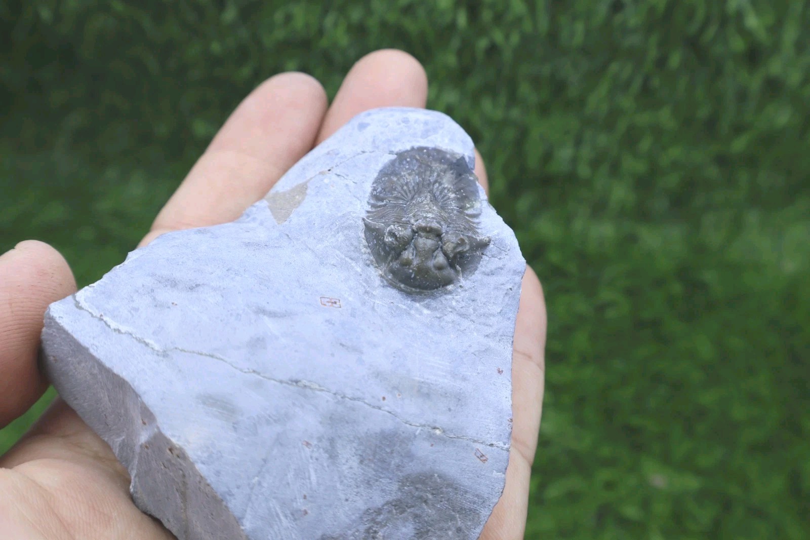 Rare Trilobite Scabriscutellum Trilobite Fossil Devonian Trilobite From Morocco