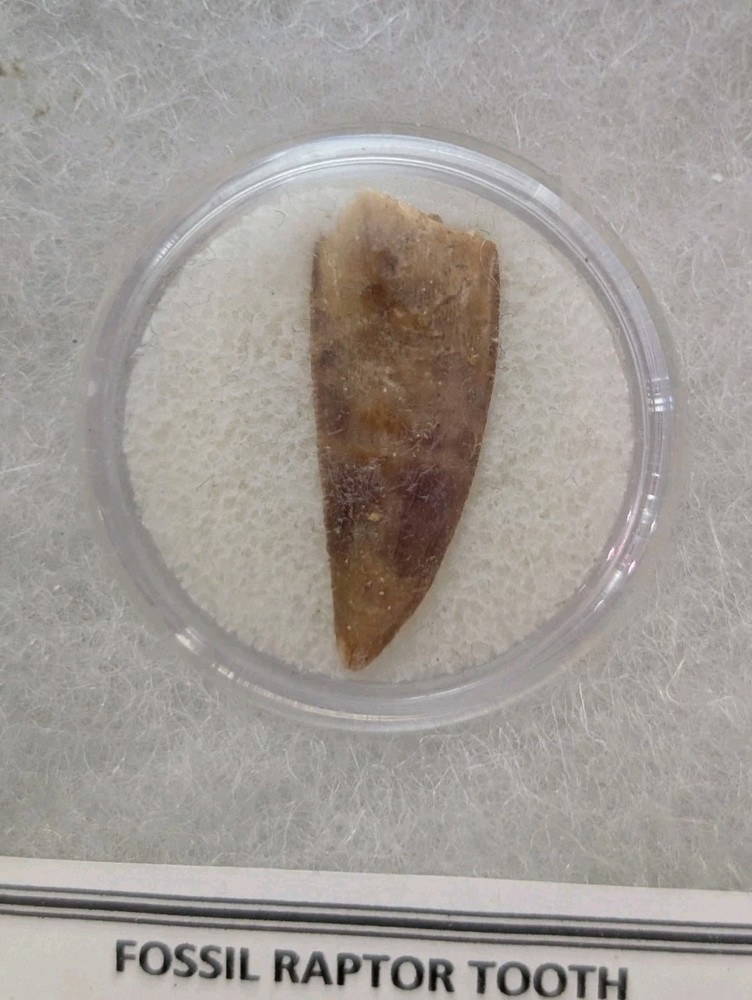 Fossil Raptor Tooth Morocco Dinosaur