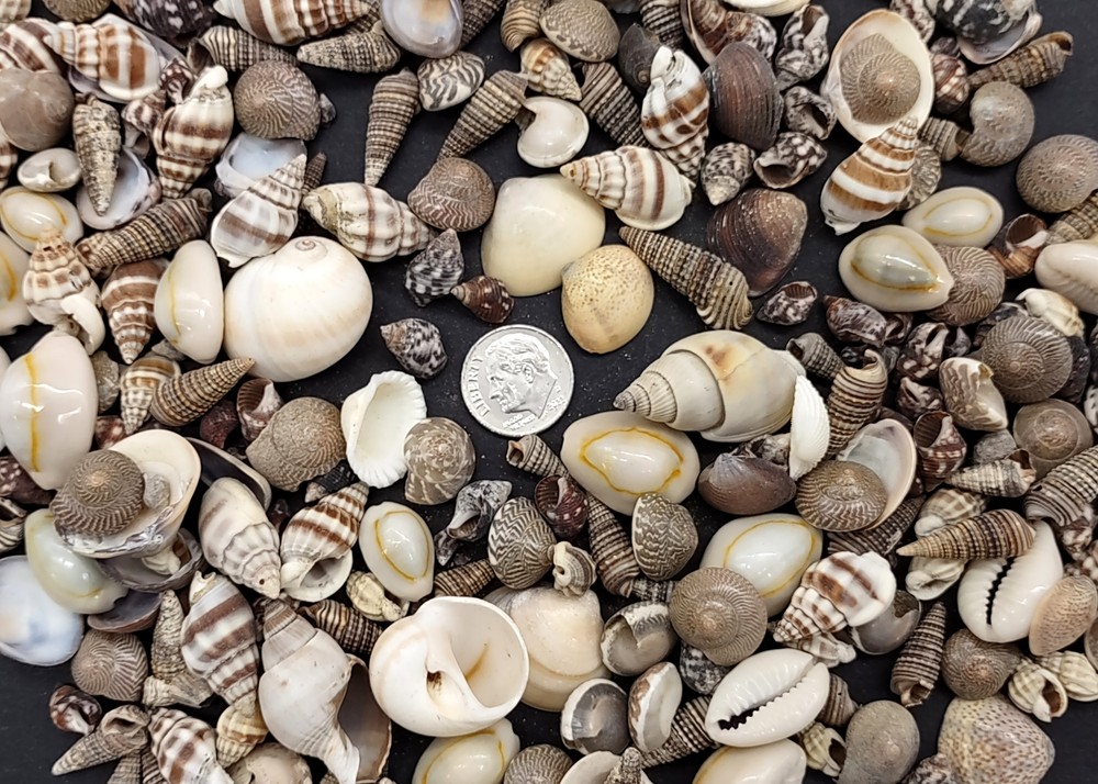 Extra Small Seashell Assorted Ocean Mix (approx. 1 kilogram 0.50+ inches)