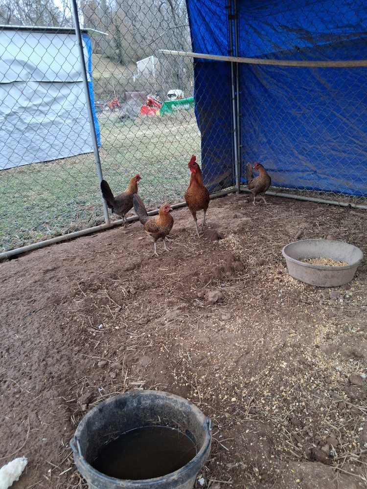 6 Red Quil Pure Hatching Eggs