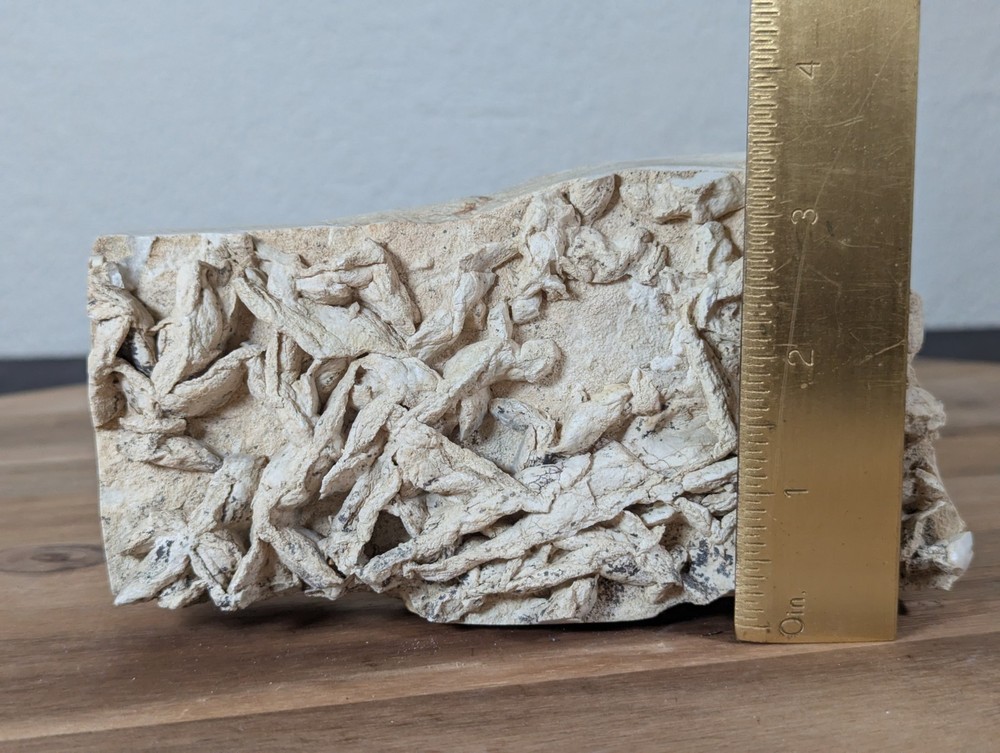 Colony Trace Fossil